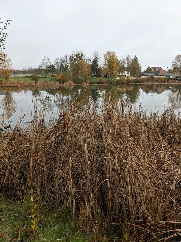 Roseaux au bord d'un étang